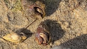 2 реакции при опасности. Замри или беги.