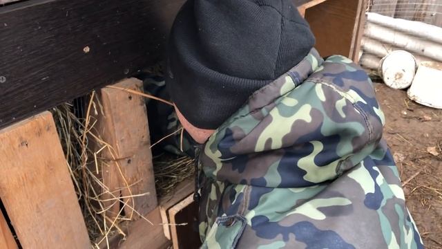 ПОДЗЕМНЫЙ ДОМ ПРИНОСИТ СВОИ ПЛОДЫ! ДЕРЕМСЯ СО СВИНЬЯМИ ЗА ЕДУ! ЖИЗНЬ В ДЕРЕВНЕ! МОЛОДАЯ ФЕРМА! смотреть онлайн