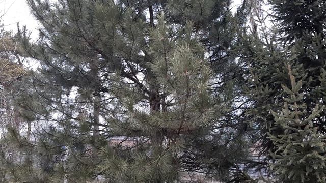 Культ нефилимов в пророческих церквях