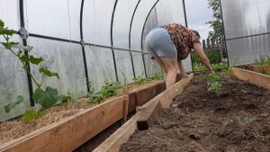 Огородные дела.