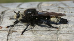 Страшнее Ктыря мухи нет, Ктырь горбатый