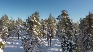 Охотники нашли в берлоге медведя детские гробы, а вскрыв их - поседели.