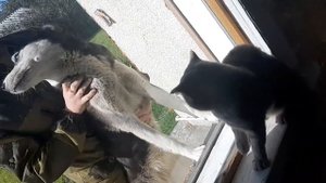 Кот шипит на собаку