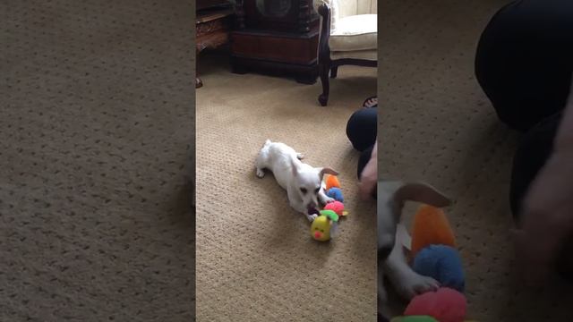 Daphney Playing 3 chihuahua mix