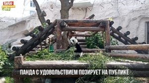 Смешная панда ест бамбук