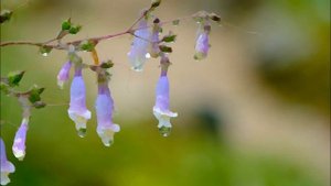 Музыка для медитации от учеников Шри Чинмоя, 2019 г.