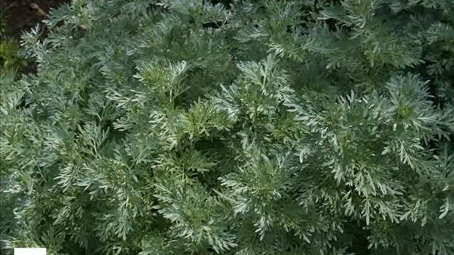 20 растений отпугивающих комаров. смотреть онлайн