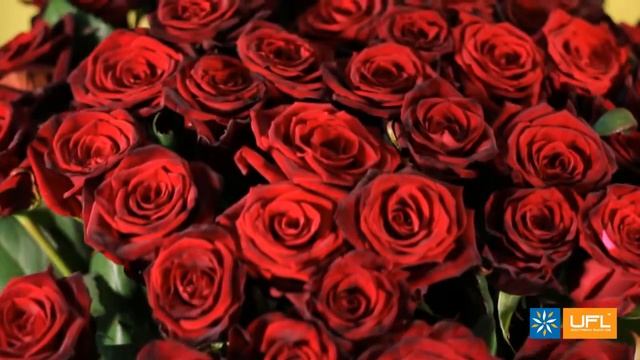 Видео-обзор букета "Огонь желания 51 роза" - UFL / u-f-l.net смотреть онлайн
