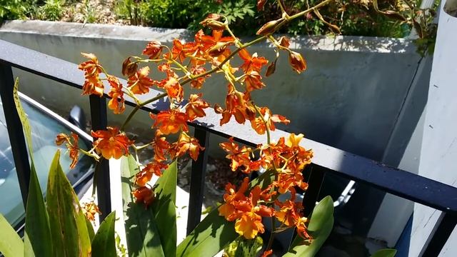 My Oncidium Catatante Orchid, Soaking Up The Sun... смотреть онлайн