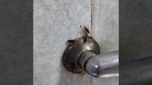 Инсектицидный гель против тараканов