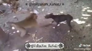 Узбекский прикол