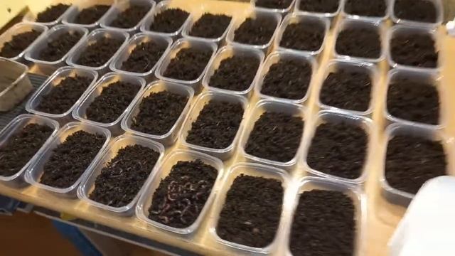 Фасовка червя. смотреть онлайн