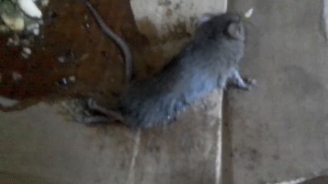 Мышь обосрался больше чем весит))) смотреть онлайн