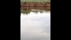 Вот так кормится толстолобик в природе