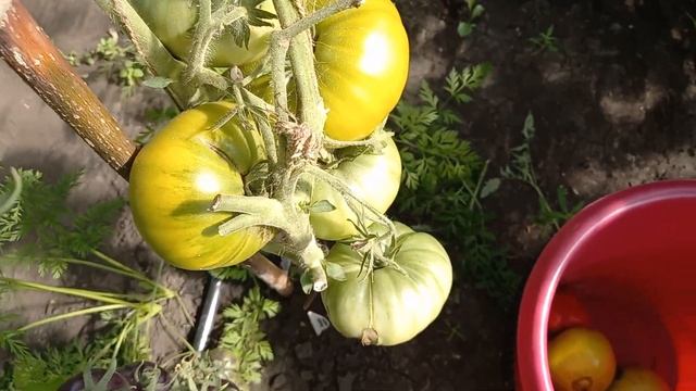 Томат МАЛАХИТОВАЯ ШКАТУЛКА, томаты настолько вкусные, что можно есть сразу ложкой смотреть онлайн