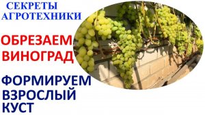 Осенняя обрезка взрослых кустов винограда.