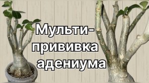 Отличная! Мульти-прививка адениума новаторскими способами. Как не надо делать! 27 июня 2024 г.