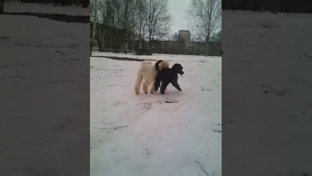 Щенки королевского пуделя Ярославль Франческа Чаровница* МорошкаС Хартбрейкер (др25.11.15 Р)