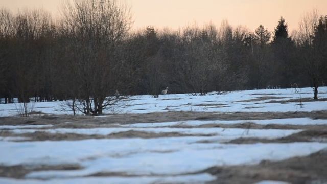 журавли кричат смотреть онлайн