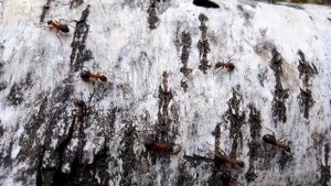 Муравьиная дорога. Июнь 2023