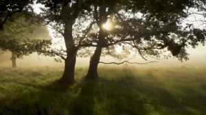 История на ночь. ДАЧА. Даниил Азаров. Страшные истории. Истории про деревню. История из жизни