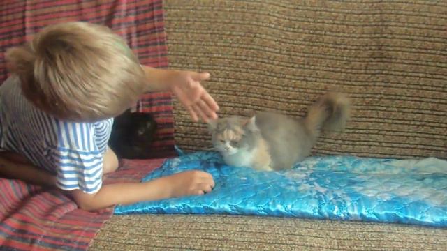 ребенок с ветрянкой может играть с котятами смотреть онлайн
