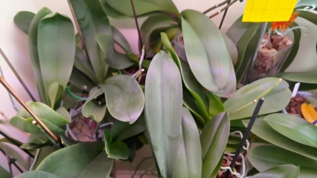 Орхидеи на балконе. Растём./ Этот фунгицид НЕ ДЛЯ КОРНЕЙ. ГОРЯТ./ Каменная роза МОЖЕТ ЦВЕСТИ КРУПНО смотреть онлайн