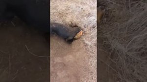 Охота на лису с таксами с ягдтерьером