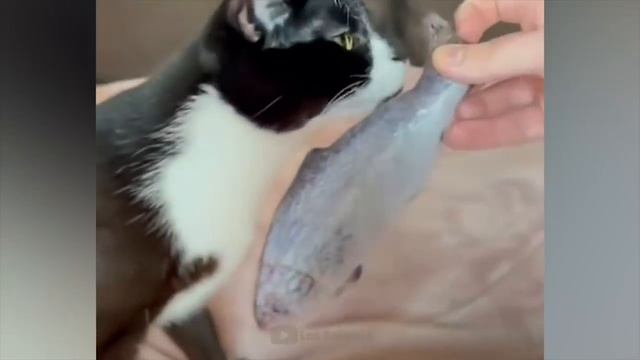 Приколы с котами и собаками #13