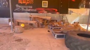 тигры и коробки