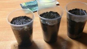 Выращивание Бутии Головчатой из семян. Посев семян Бутии Головчатой.