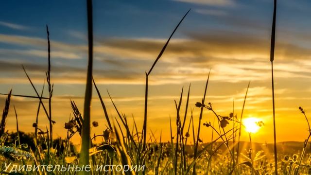 Жених подкармливал уличную певицу-бомжиху. А когда она ворвалась на богатую свадьбу и запела... смотреть онлайн