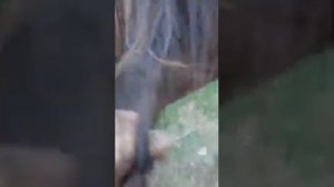 Косички у лошадей