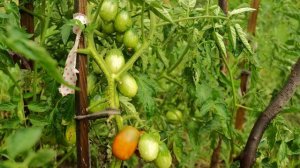 Томат Шоколадный зайчик