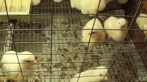 Сколько Весят Цыплята Бройлера? Выращивание Бройлеров на Сетке. Вес Бройлера в 4 дня.