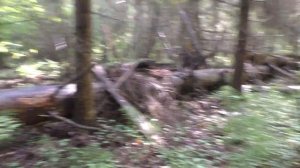 Белых грибов стало ещё больше! Подмосковье. Август 2021 г.