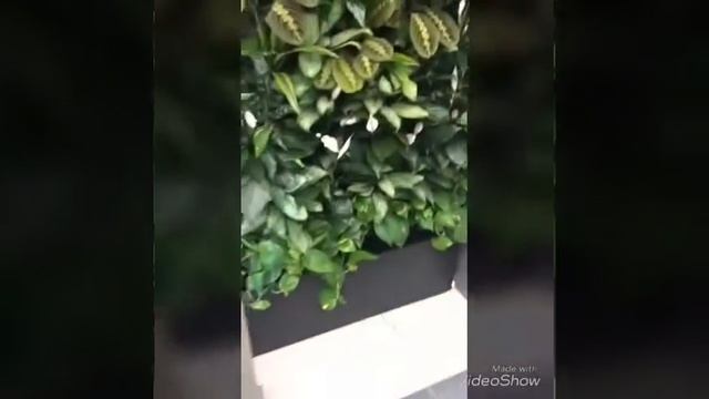 Зелёная стена от @palmade_eco