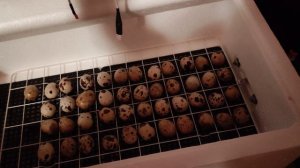 Инкубация перепелиных яиц в инкубаторе Несушка 36.