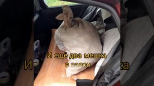 NISSAN ALMERA G15. Про Багажник.