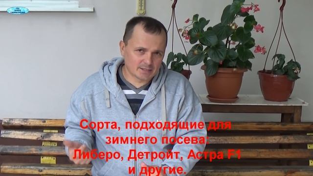 ОЗИМЫЙ ПОСЕВ-ЧТО ПОСЕЯТЬ В ЗИМУ?