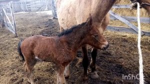 Жеребенок "Зорька" на прогулке  Foal, кулын,