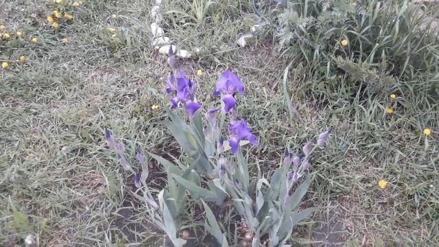 Ирисы.Иду полоть картошку! смотреть онлайн