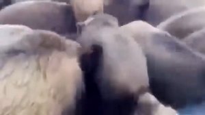 Мужик ах.@.л !!! Кормит диких кабанов красной икрой!!!