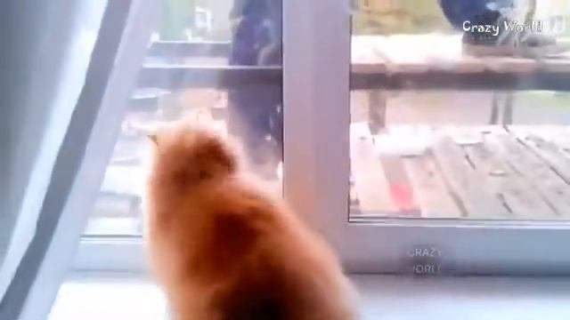 СМЕШНЫЕ КОТЫ И КОШКИ ИСПУГАННЫЕ И ЗЛЫЕ КОТЫ И КОШКИ #