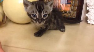 Bengal kitten charcoal Silver spotted tabby