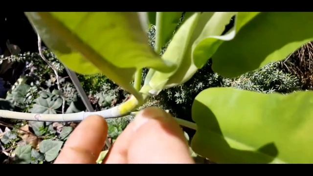 Магнолия Эша ( 5 бутонов ) смотреть онлайн