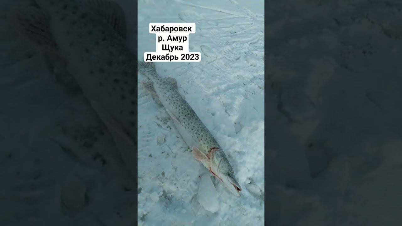 Хабаровск, река Амур, декабрь 2023, рыбалка #рыбалка #первыйлед смотреть онлайн