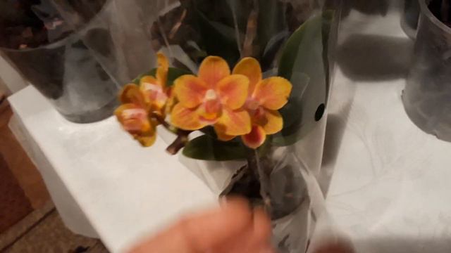 Какие орхидеи я купила с обзоров.. смотреть онлайн