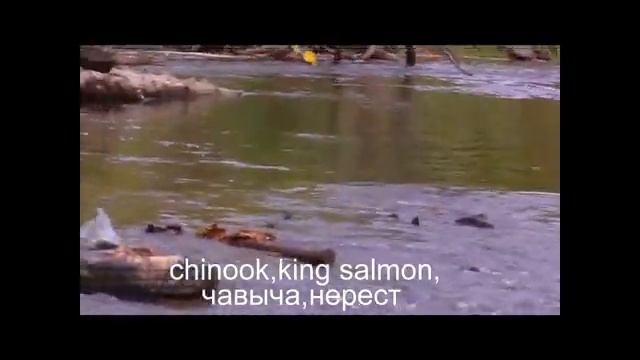 нерест чавычи,красная рыба,Spawning fish,chinook,king salmon, смотреть онлайн