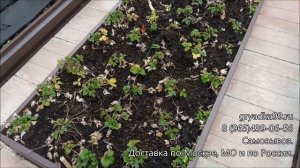 Обзор и отзыв о оцинкованных грядках и клубники, купленных в нашем магазине грядка99рф